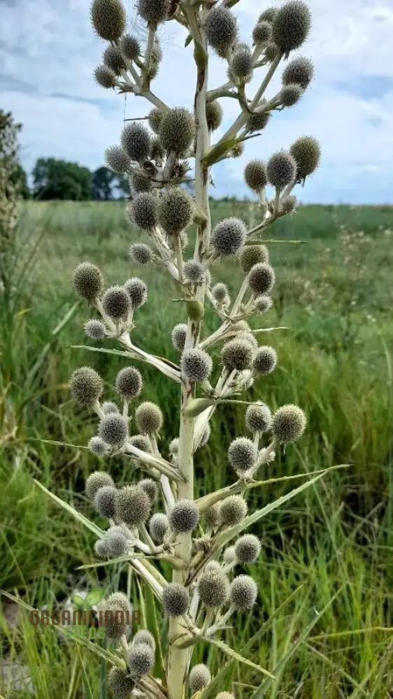 Eryngium Eburneum Seeds for Expert Gardening - Unique and Hardy Perennial Flower Seeds