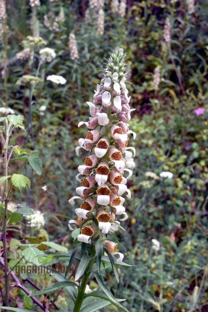 Digitalis Lanata Flower Seeds For Planting, Elegant Foxglove Blooms for a Stunning Garden
