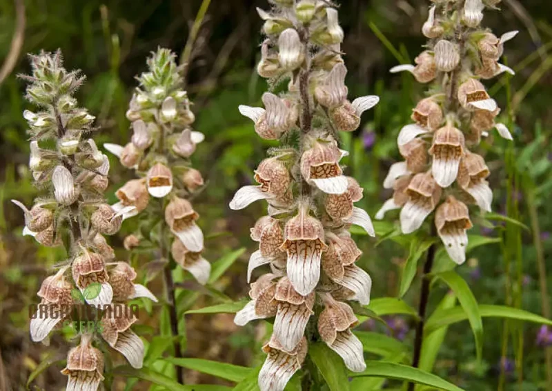 Digitalis Lanata Flower Seeds For Planting, Elegant Foxglove Blooms for a Stunning Garden