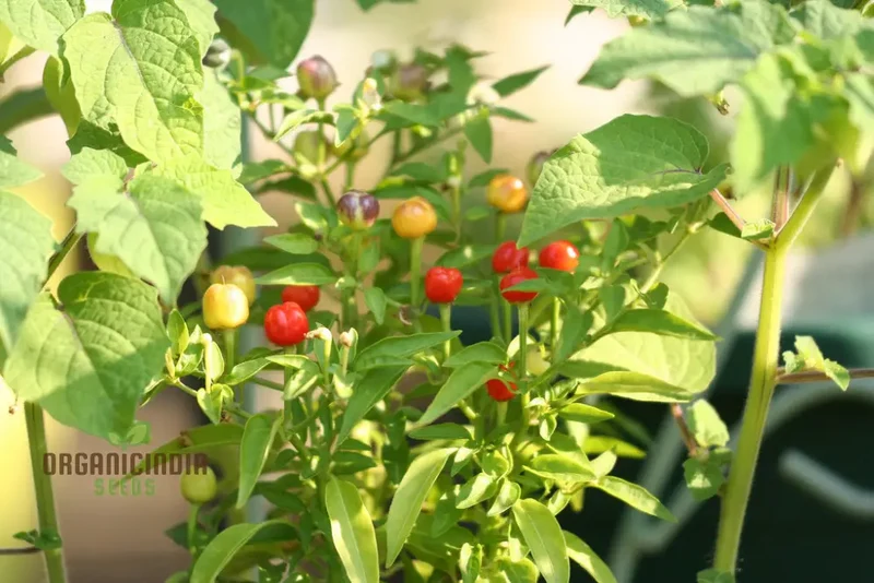 PEPPER NOSEGAY Seeds for Your Gardening Needs | Buy Organic Seeds