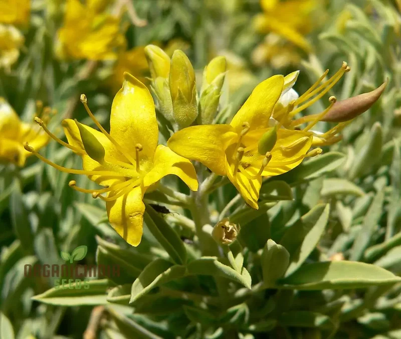 Cleome Arborea Flower Seeds for Planting, Premium Quality for Garden