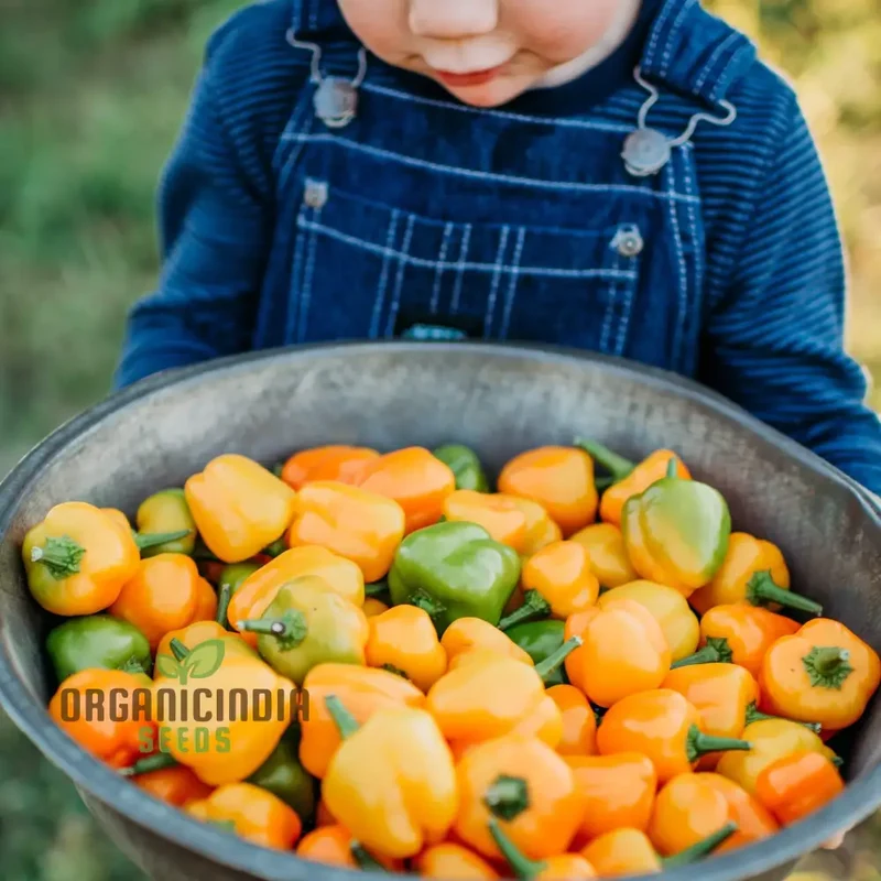 Mini Bell Orange Pepper Seeds for Your Garden | Buy Organic Seeds