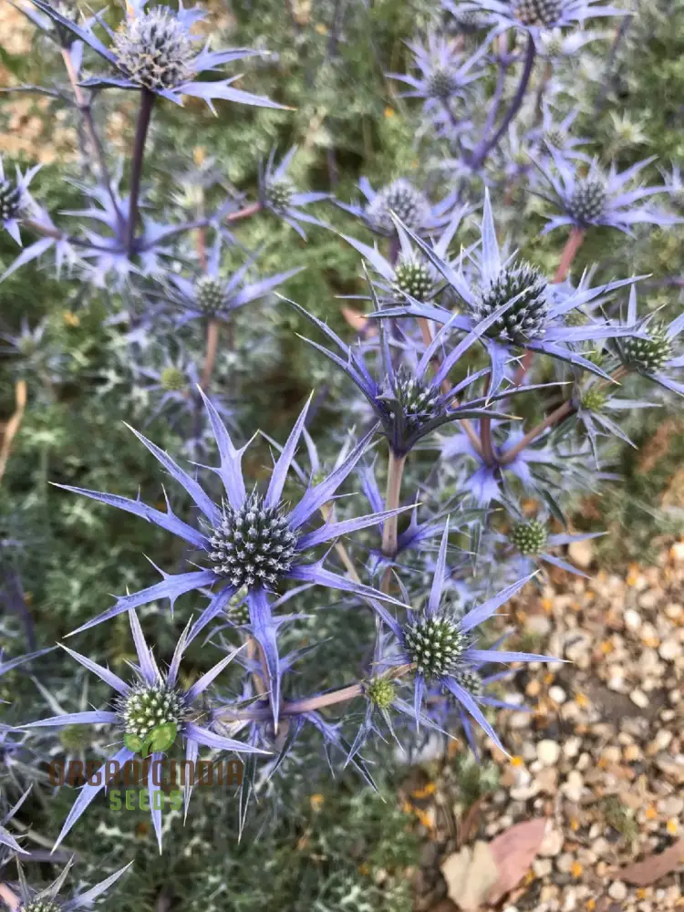 Eryngium Bourgatii Seeds for Gardening - Hardy Perennial Sea Holly Flower Seeds