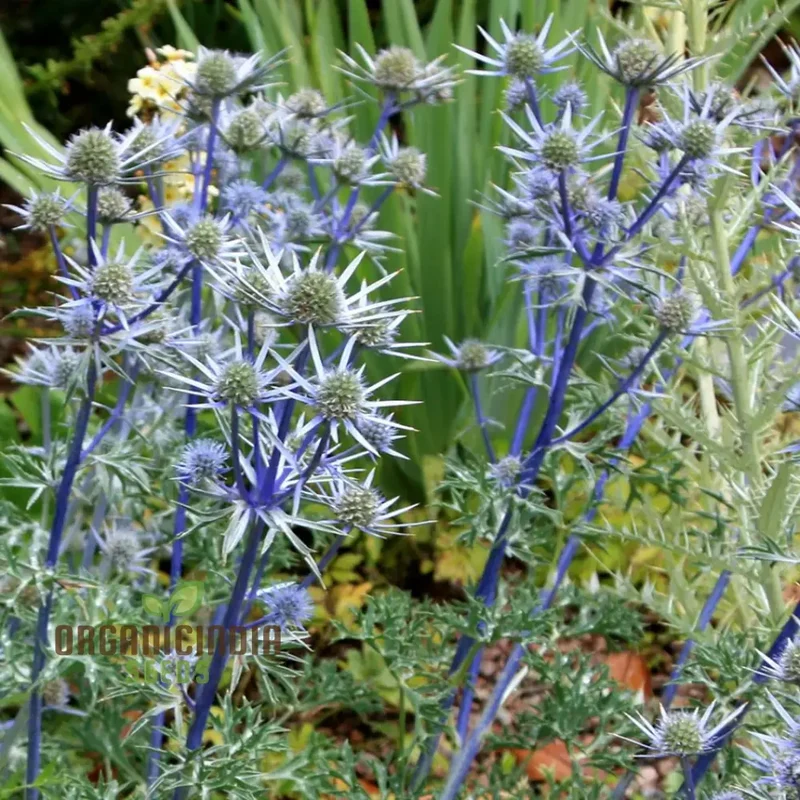 Eryngium Bourgatii Seeds for Gardening - Hardy Perennial Sea Holly Flower Seeds
