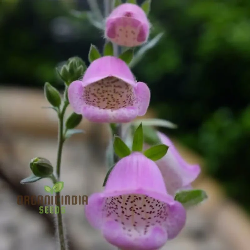 Digitalis Dubia Flower Seeds For Planting, Brighten Your Garden with Elegant Foxglove Blooms