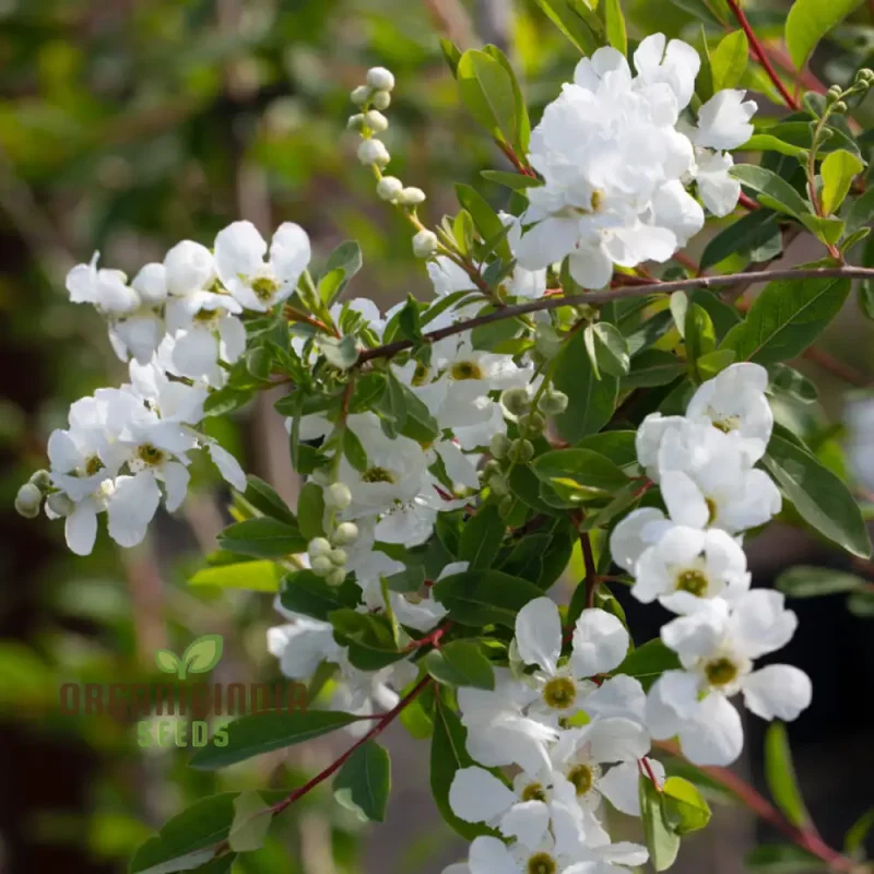 Exochorda x Macrantha 'The Bride' Seeds - Planting Instructions & Care Tips Included