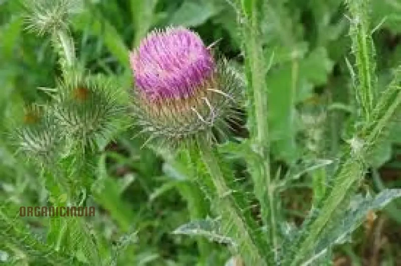 Onopordum Acanthium Seeds (Scotch Thistle Seeds) - Hardy Biennial for Gardening Enthusiasts