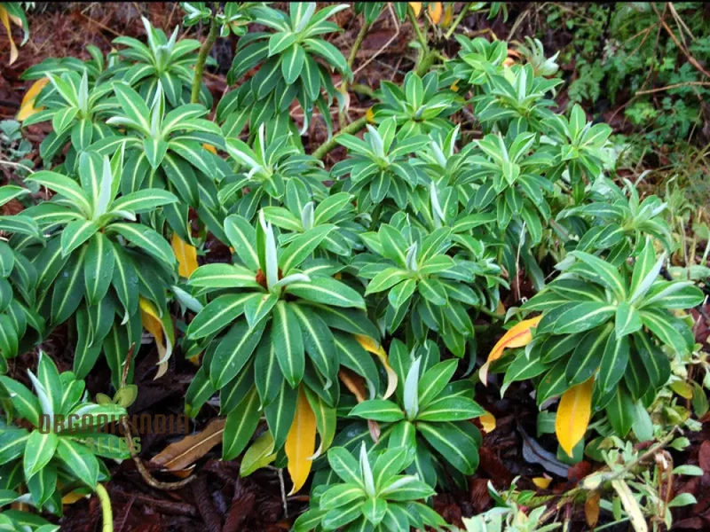 Euphorbia Stygiana Seeds for Planting - Exotic Planting Delight for Your Garden