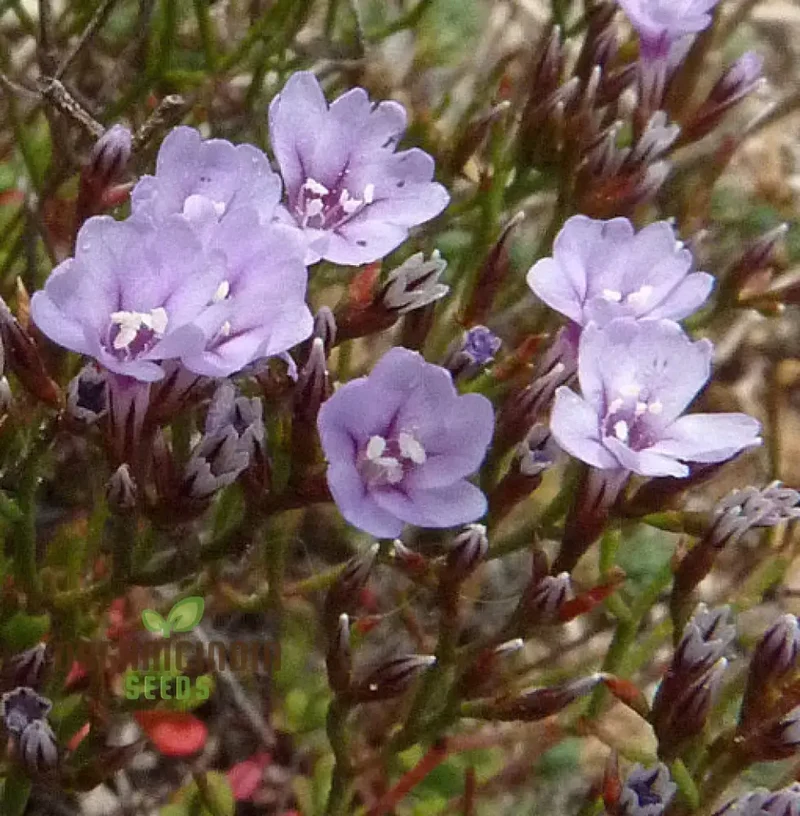 Limonium Minutum Seeds for Planting Elevate Your Gardening Experience with Resilient, Long-Lasting Blooms