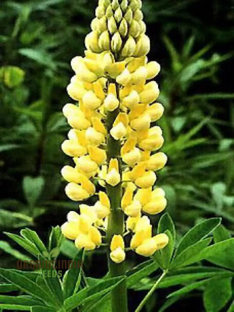 Lupinus Seeds (Lupinus x Russellii 'Chandelier' Seeds) - Radiant and Beautiful Garden Blooms