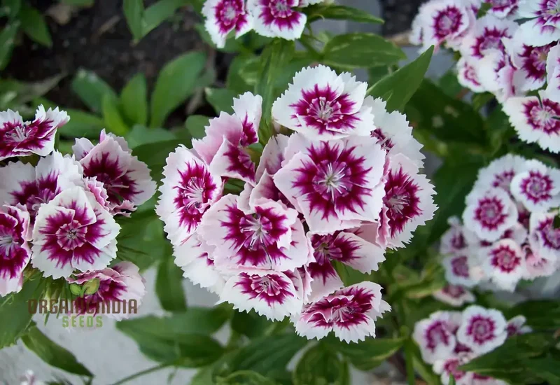 Dianthus Seeds (Auricula Eyed Mix Seeds) - Vibrant Multicolor Garden Blooms