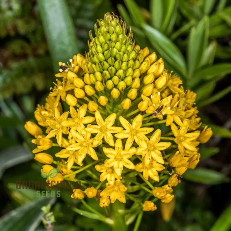 Bulbinella Gibbsii Seeds for Gardening Enthusiasts - Exotic South African Perennial Flower Seeds