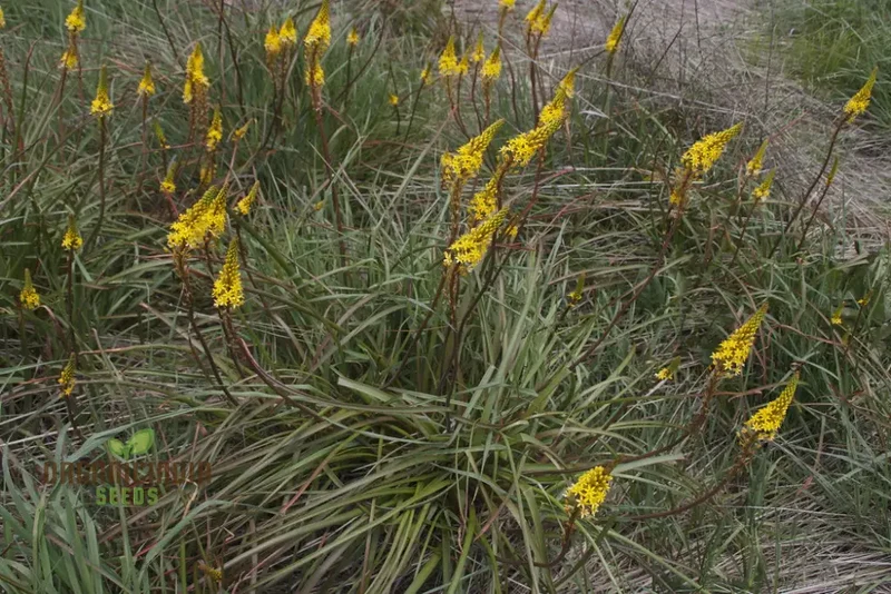 Bulbinella Gibbsii Seeds for Gardening Enthusiasts - Exotic South African Perennial Flower Seeds