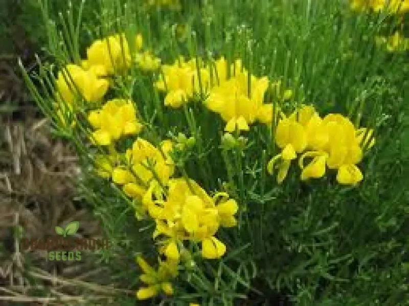 Genista Radiata Seeds - Stunning Yellow Blooms for Your Garden Borders and Landscapes - Hardy and Easy to Grow
