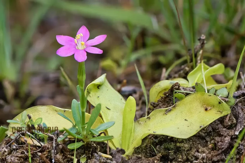 Centaurium Scilloides Seeds – Premium Wildflower Variety for Beautiful Garden Blooms