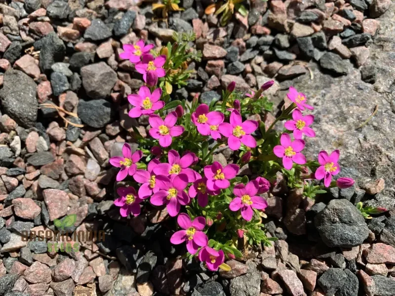 Centaurium Scilloides Seeds – Premium Wildflower Variety for Beautiful Garden Blooms