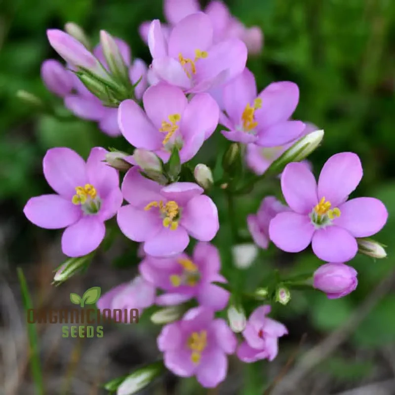 Centaurium Scilloides Seeds – Premium Wildflower Variety for Beautiful Garden Blooms