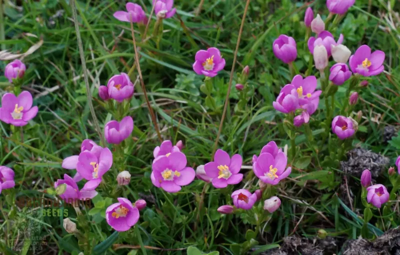 Centaurium Scilloides Seeds – Premium Wildflower Variety for Beautiful Garden Blooms