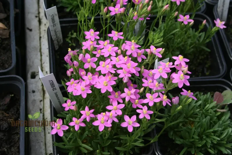 Centaurium Scilloides Seeds – Premium Wildflower Variety for Beautiful Garden Blooms