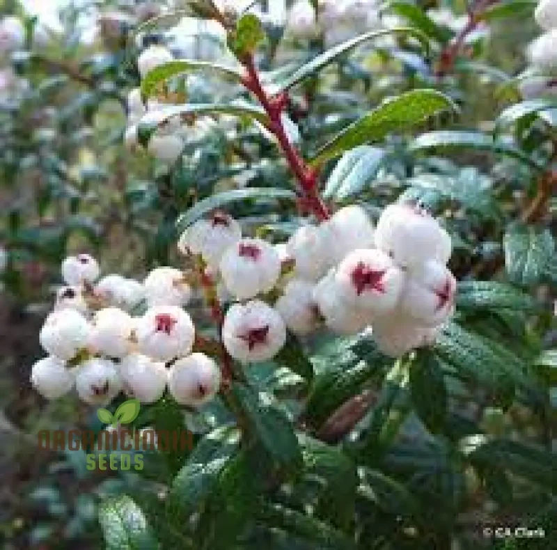 Gaultheria Hispida Seeds For Planting- Snowberry Wintergreen Seeds
