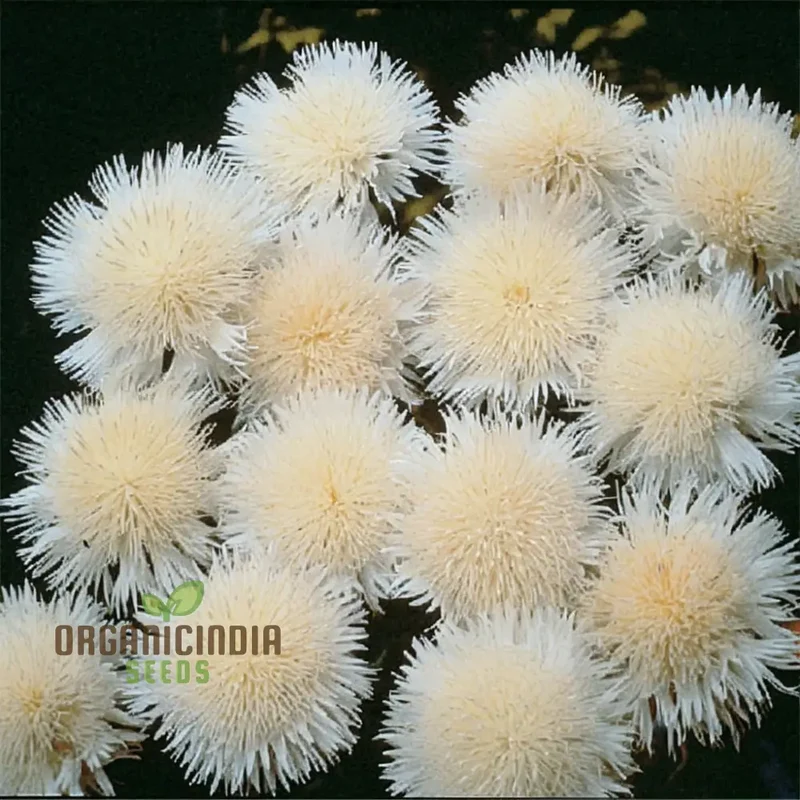 Centaurea Moschata White Flower Seeds, Premium Quality for Stunning Garden Blooms, Ideal for Gardening