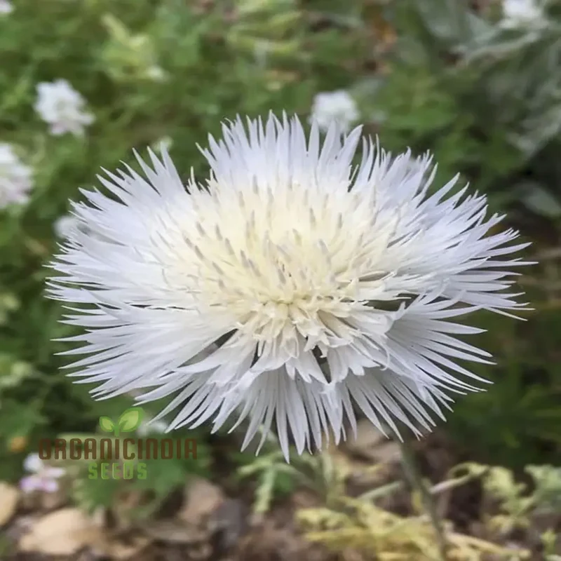 Centaurea Moschata White Flower Seeds, Premium Quality for Stunning Garden Blooms, Ideal for Gardening