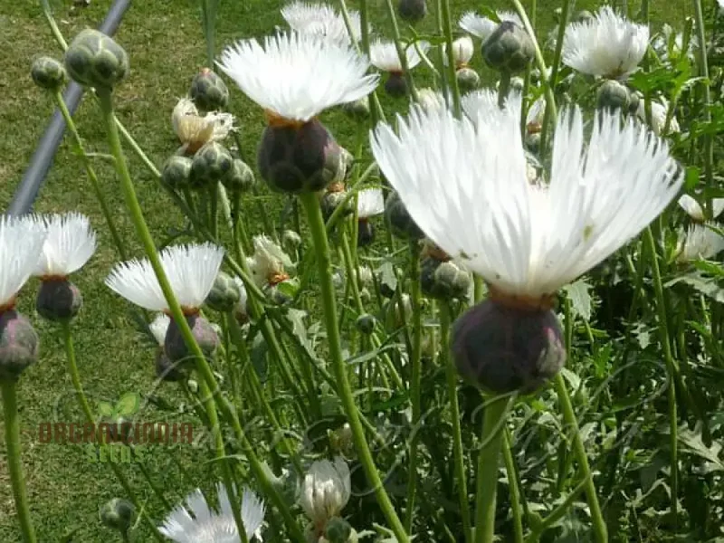 Centaurea Moschata White Flower Seeds, Premium Quality for Stunning Garden Blooms, Ideal for Gardening