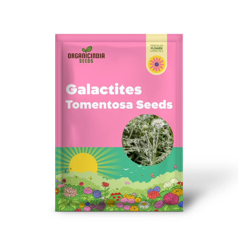 Galactites Tomentosa Alba Seeds - White Starry Flowers for Garden Borders and Rockeries - Buy Now for Unique Botanical Beauty