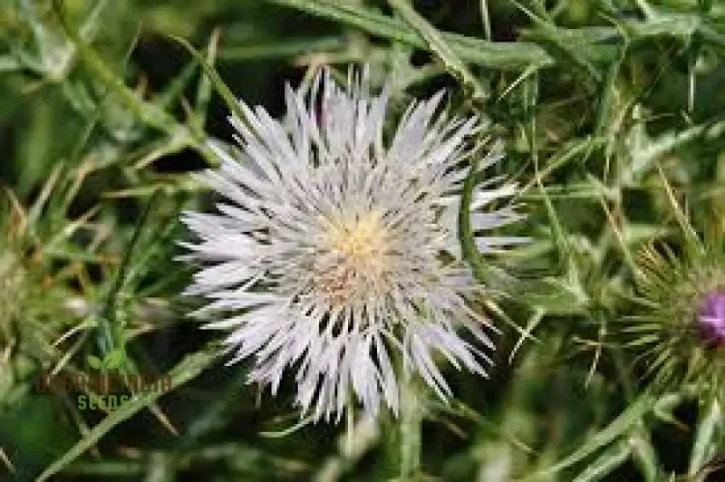 Galactites Tomentosa Alba Seeds - White Starry Flowers for Garden Borders and Rockeries - Buy Now for Unique Botanical Beauty