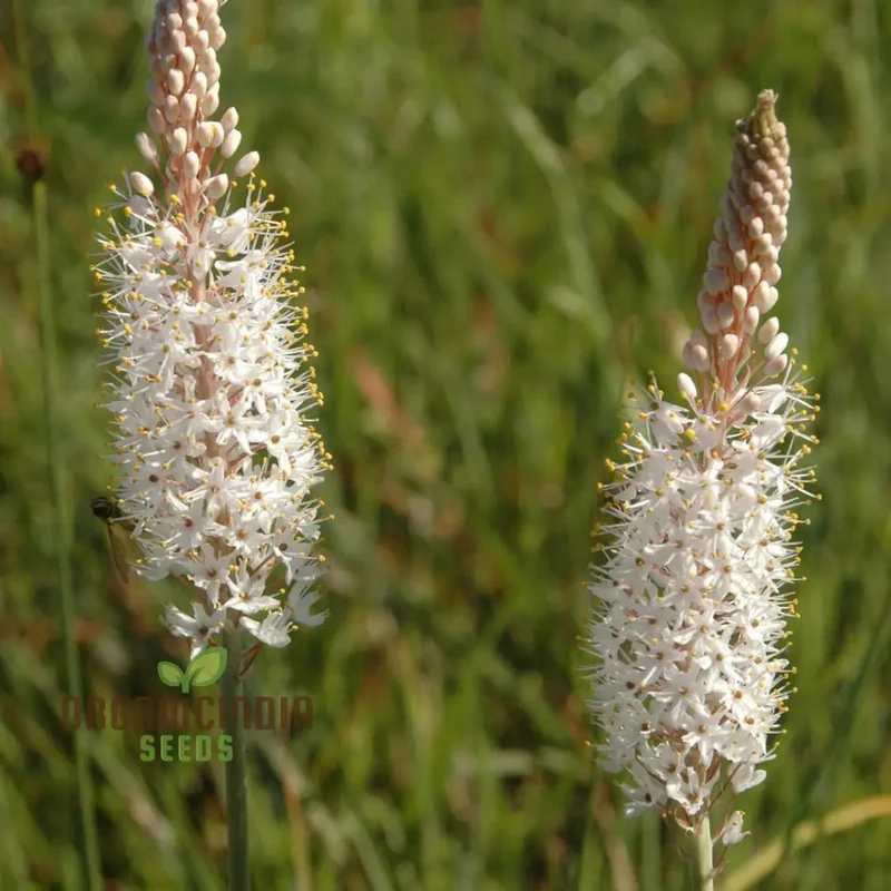 Bulbinella Cauda-Felis Seeds For Planting, Rare South African Succulent Seeds for Garden Enthusiasts