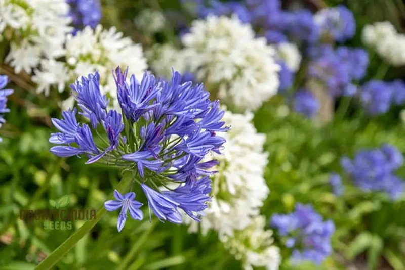 Agapanthus Species Mixed Flower Seeds, Enhance Your Garden with a Diverse Array of Blooms Using Expert Planting and Gardening
