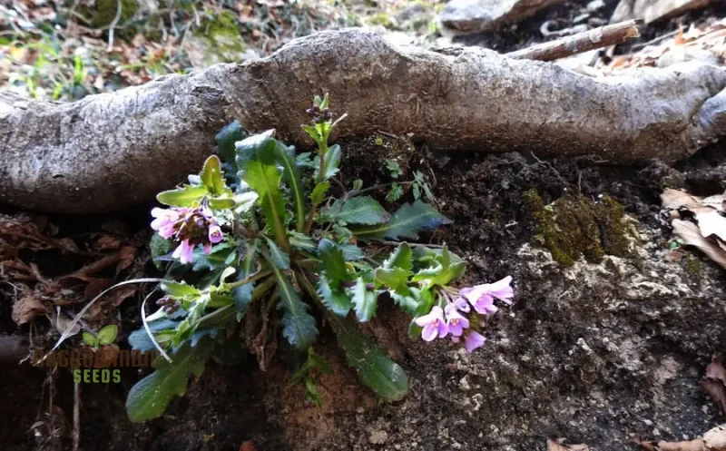 Arabis Collina Rosea Seeds For Planting: The Perfect Perennial Groundcover for Vibrant Spring Blooms