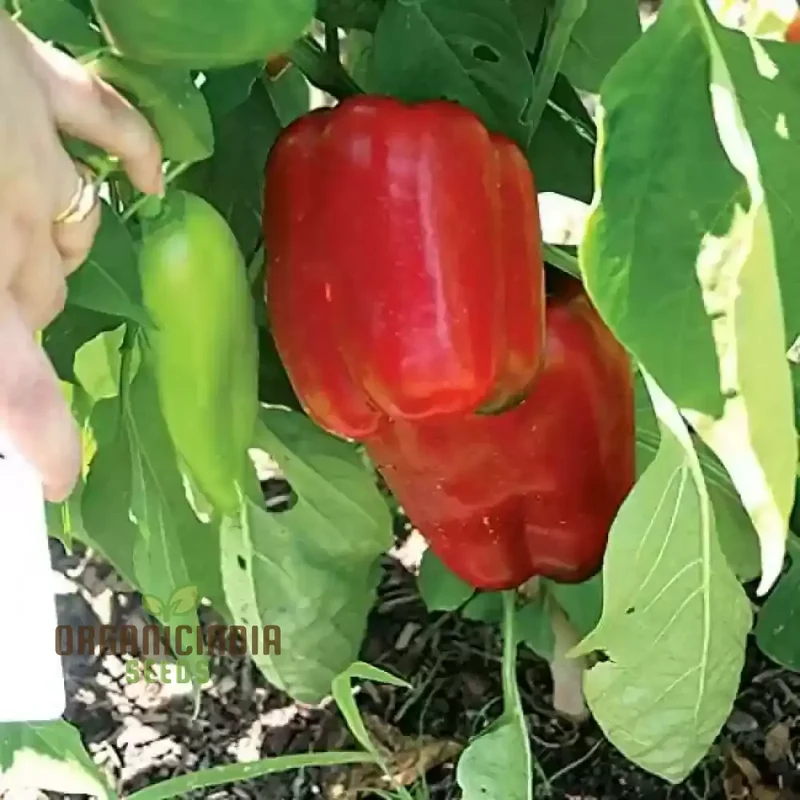 North Star Sweet Pepper Seeds - From Green to Red, Your Garden's North Star for Sweetness and Flavor