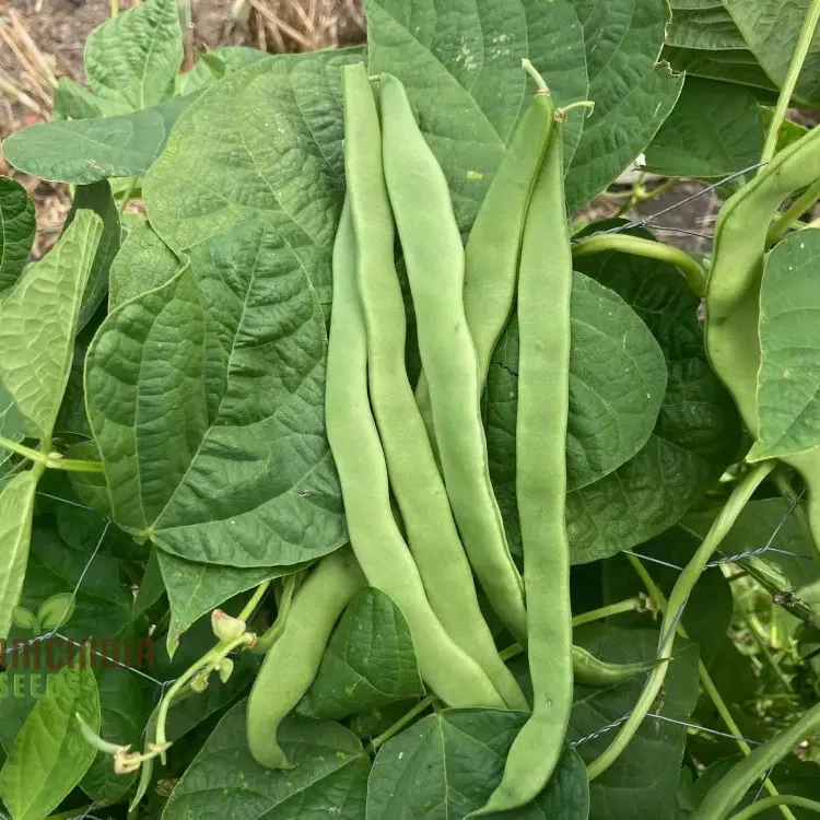 Romano Pole Bean Vegetable Seeds, Enhance Your Garden with Robust Flavor and Abundant Yields Using Expert Planting and Gardening