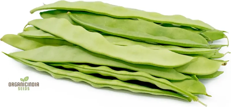 Romano Pole Bean Vegetable Seeds, Enhance Your Garden with Robust Flavor and Abundant Yields Using Expert Planting and Gardening
