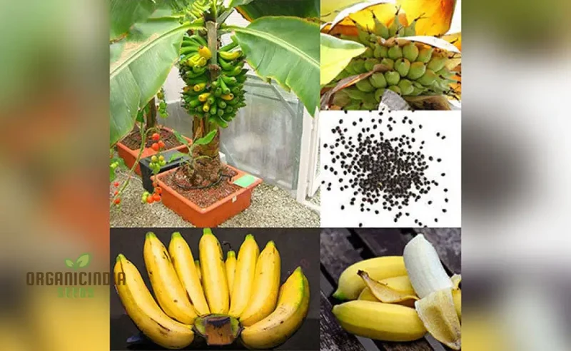 Dwarf Banana Tree Seeds for Lush, Exotic Gardening - Ideal for Indoor and Outdoor Spaces