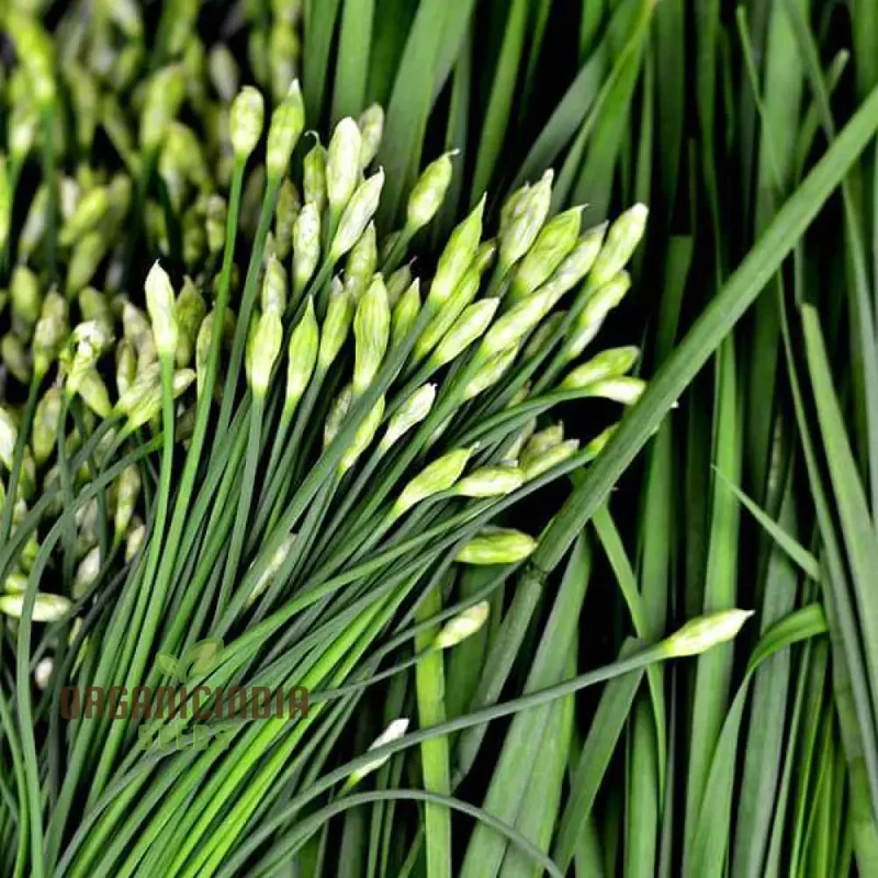 Garlic Chive Seeds for Planting – Premium Quality, Flavorful & Easy-Grow Herb