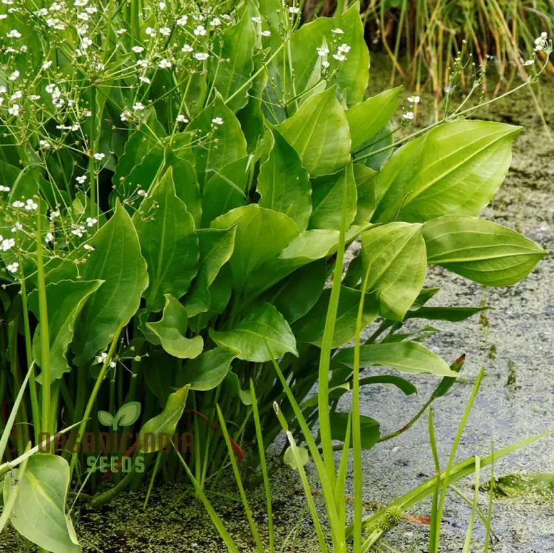 Alisma plantago-aquatica Flower Seeds, Cultivating Aquatic Beauty with Expert Planting and Gardening