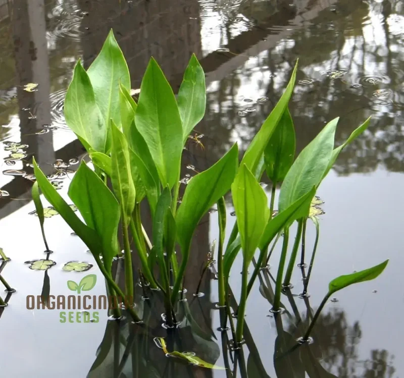 Alisma plantago-aquatica Flower Seeds, Cultivating Aquatic Beauty with Expert Planting and Gardening