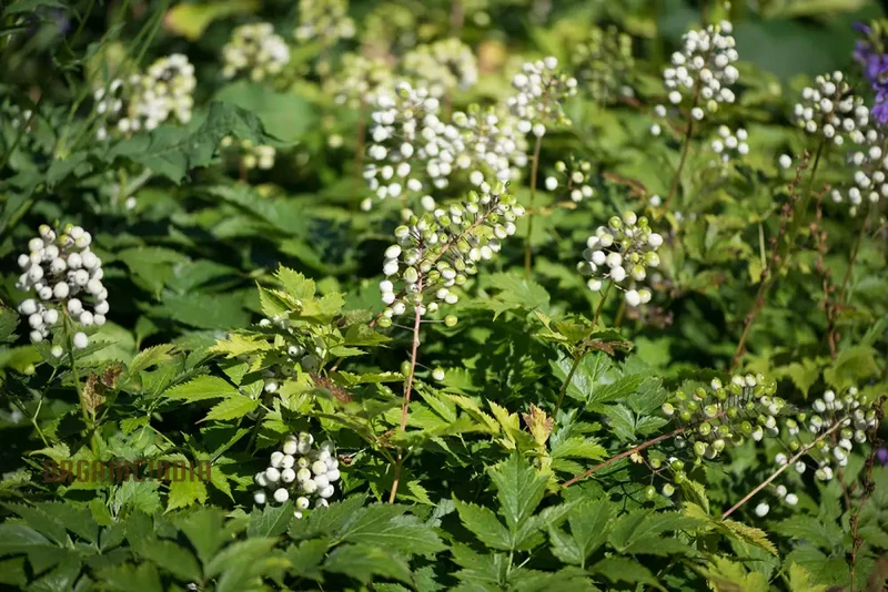 Actaea Rubra F. Neglecta Seeds, Bring Vibrant Shades to Your Garden