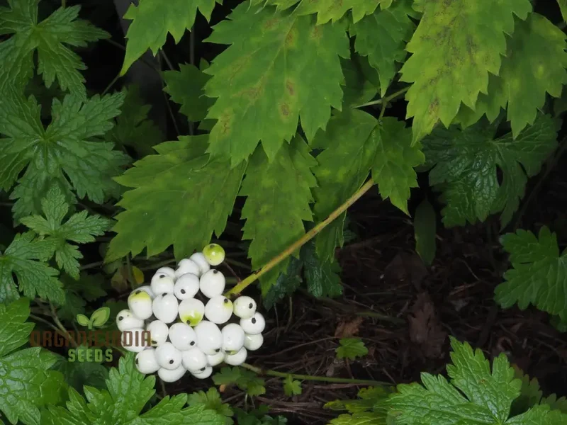 Actaea Rubra F. Neglecta Seeds, Bring Vibrant Shades to Your Garden