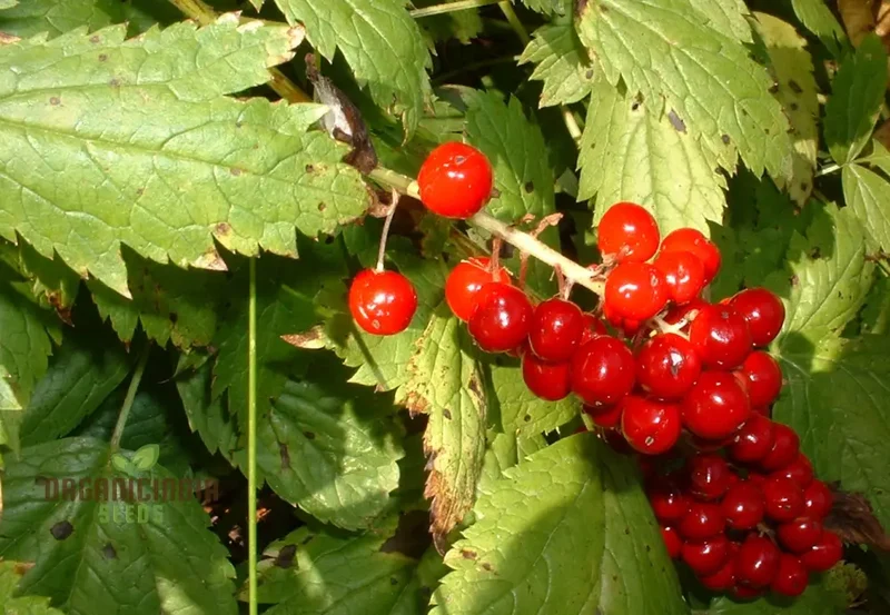 Actaea Rubra Seeds – Red Baneberry, Shade-Loving Woodland Beauty