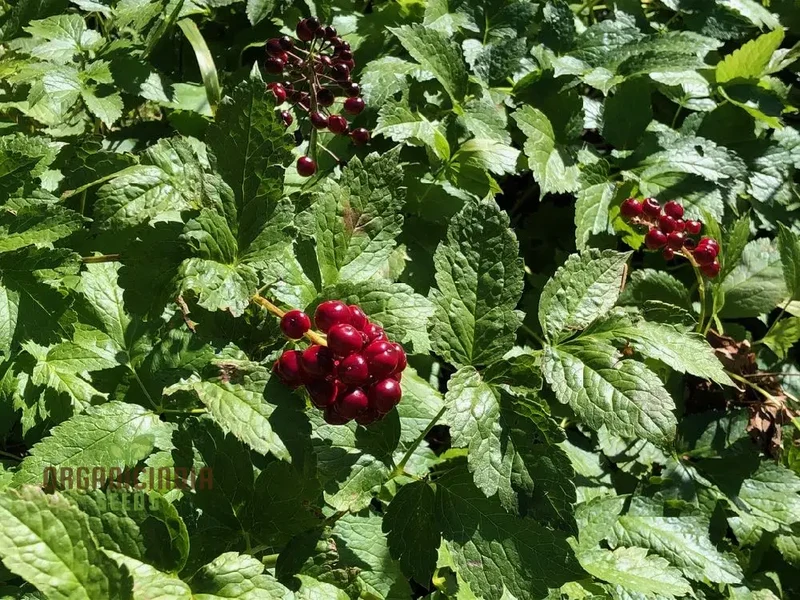 Actaea Rubra Seeds – Red Baneberry, Shade-Loving Woodland Beauty