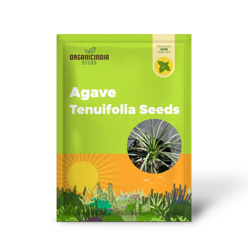 Agave Tenuifolia Seeds – Elegant, Hardy, Drought-Tolerant Variety