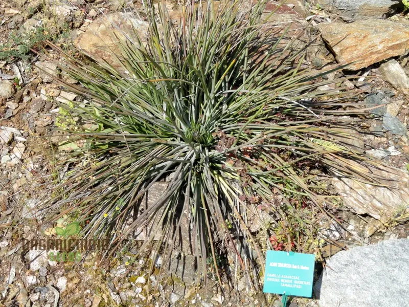 Agave Tenuifolia Seeds – Elegant, Hardy, Drought-Tolerant Variety