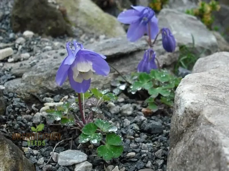 Rare Aquilegia Discolor Flower Seeds | Exotic Gardening Perennial Plant Seed for Home Garden