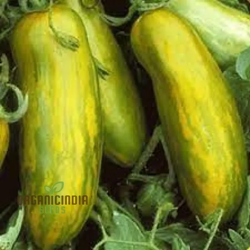Tomato Green Sausage Seeds for planting, Premium Seeds for Gardening | Buy Online