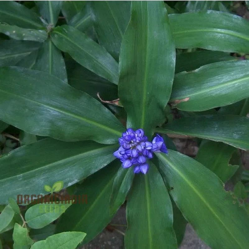 Pollia Thyriflora Seeds for Your Garden â€“ Elevate Your Gardening Experience with Rare and Ornamental Seeds!