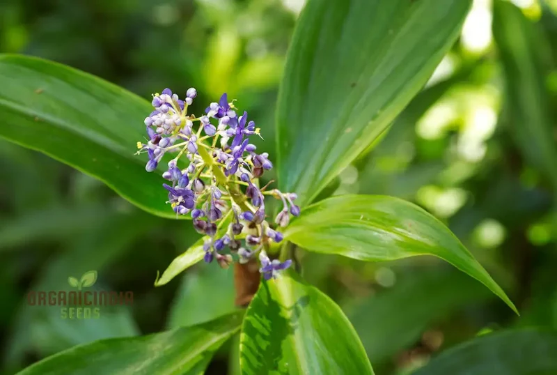 Pollia Thyriflora Seeds for Your Garden â€“ Elevate Your Gardening Experience with Rare and Ornamental Seeds!