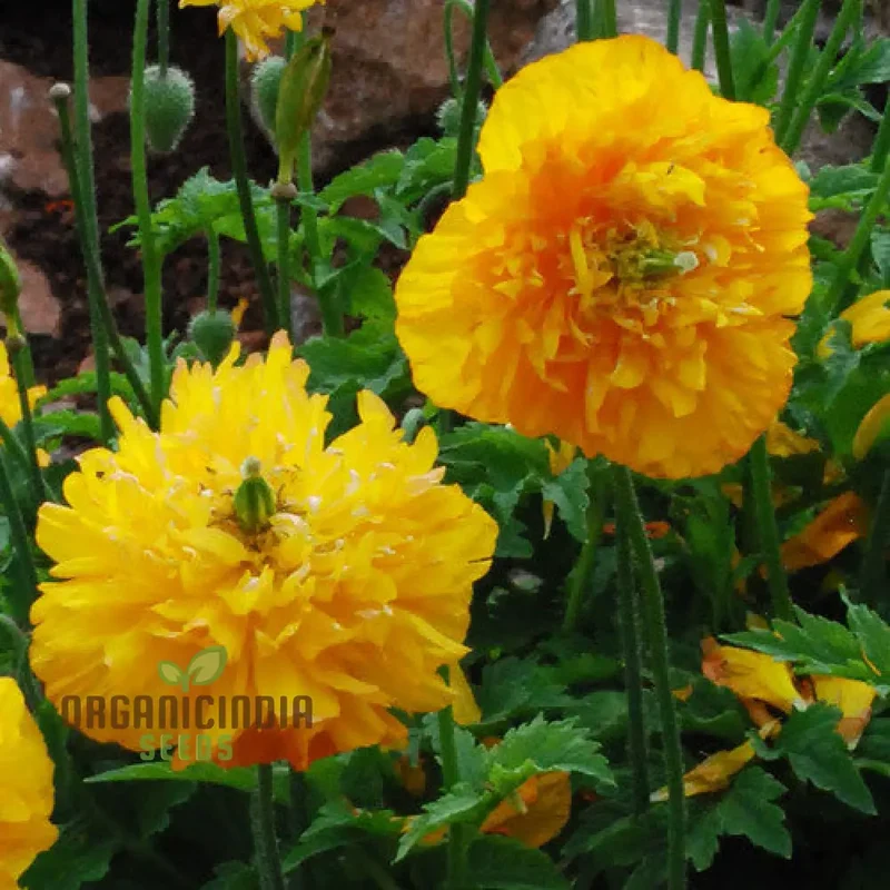 Meconopsis Cambrica Double Yellow Flower Seeds, Premium Seeds for Gardening, Beautiful and Hardy Perennial Blooms for Your Garden